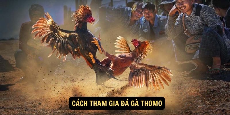 Cách tham gia đá gà Thomo