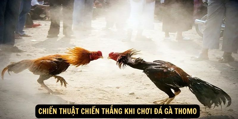 Chiến thuật chiến thắng khi chơi đá gà Thomo