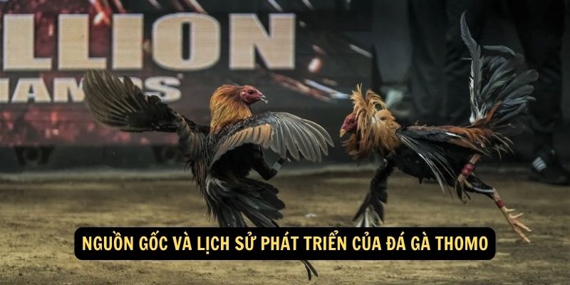 Nguồn gốc và lịch sử phát triển của đá gà Thomo